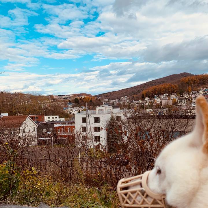 100c934b ef34 4327 8d38 11caa5dcb10f 1636855122922