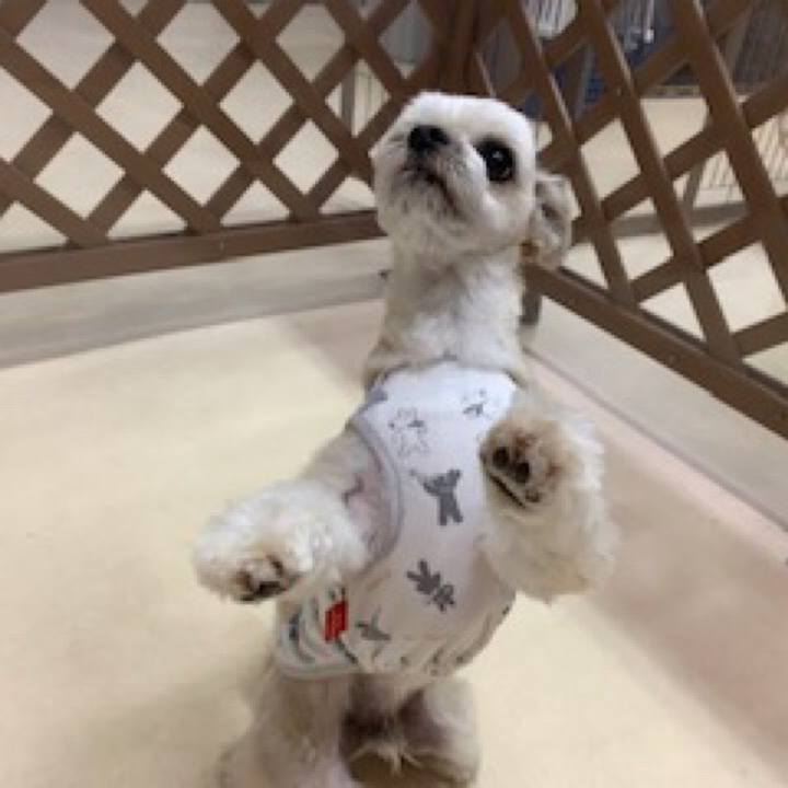 100d42b5 9029 4cac b5c1 98ea67f8dc7c 1559732647456