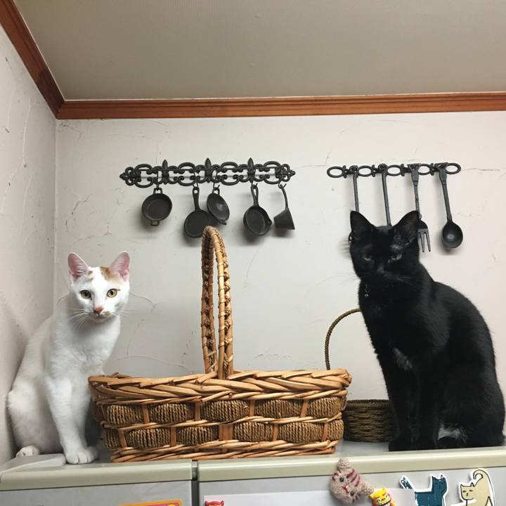 100e08d2 49be 4586 92d1 2c8d21dedca5 1514719836206