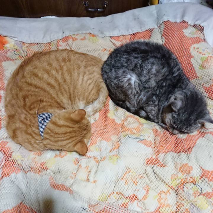 100f99df 6f71 485c abb9 3deb28d8d2be 1572023051582