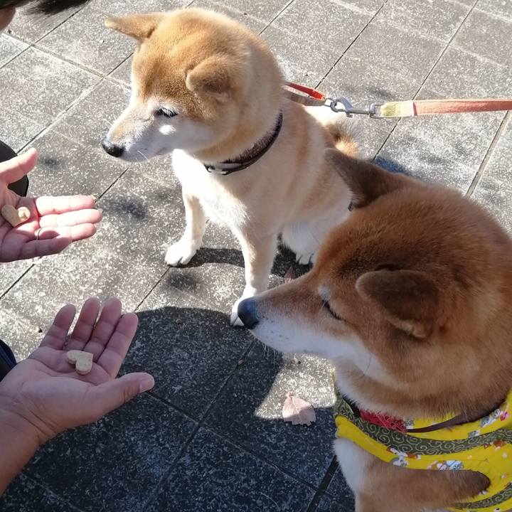 100fd3af 9244 4e4f 8e9b e66649fe073f 1603616469709