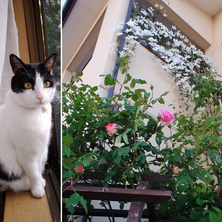 1011a947 dcdc 4815 91d4 67a825a232ba 1589516451223