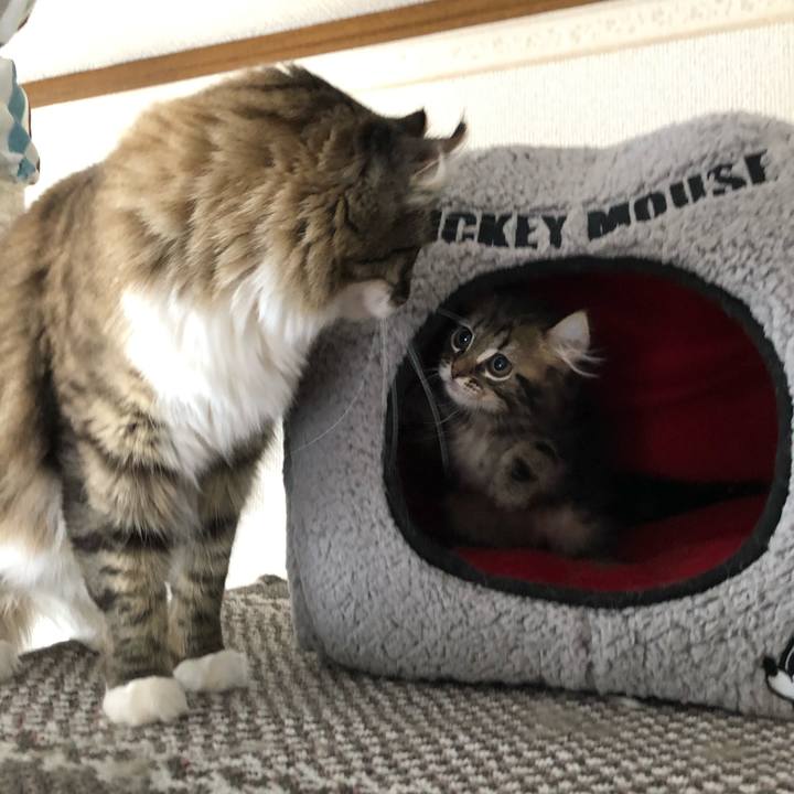 10126887 5f06 4dd0 a9c8 3e075fe8fb10 1554258301796