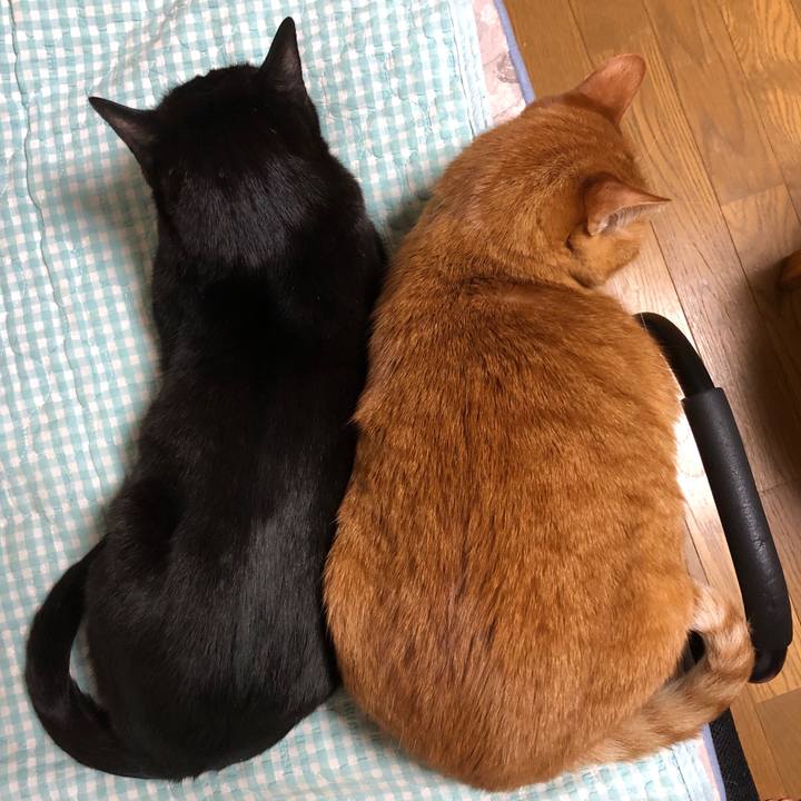 101323b1 726b 4df2 96aa 82d98b631ef9 1737456719441