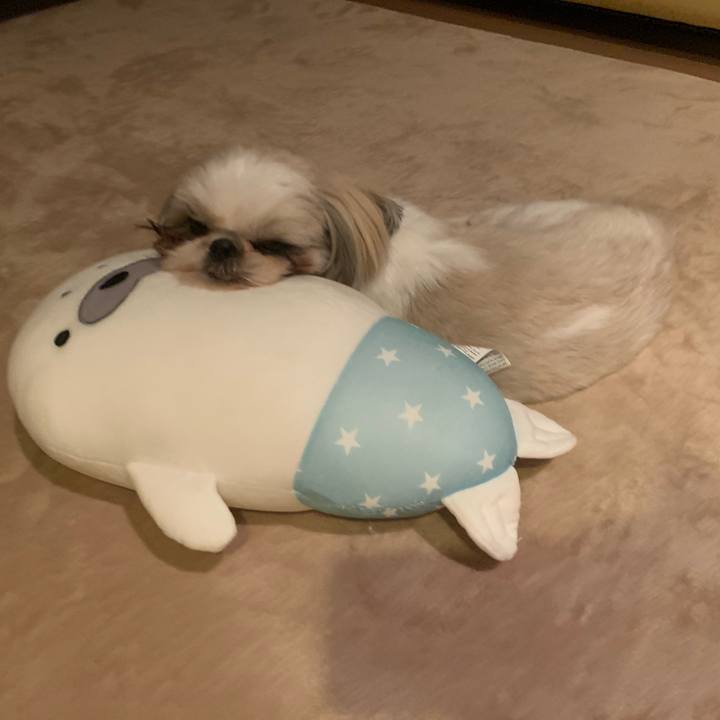 1017a092 549d 4cc1 9754 0105f500c39a 1574605549941