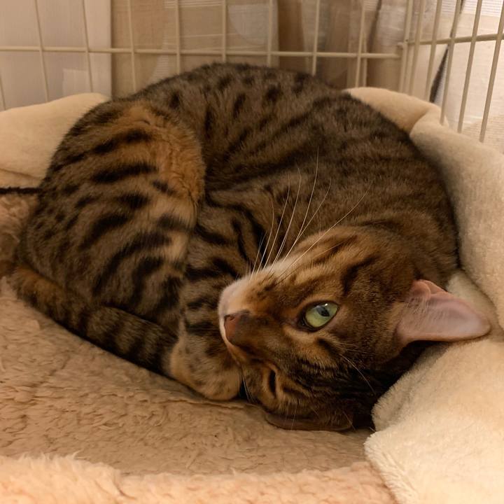 101862b4 cd86 45c5 a405 6d51a8f99768 1577572949222