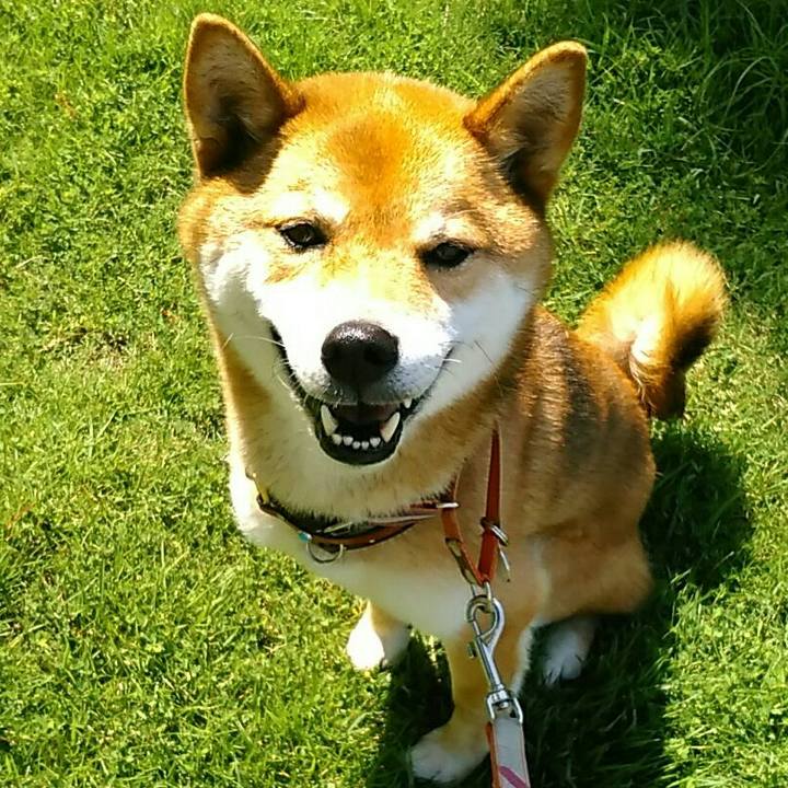 101af024 5158 4d4a 9bc5 d0884a12072e 1529887122870