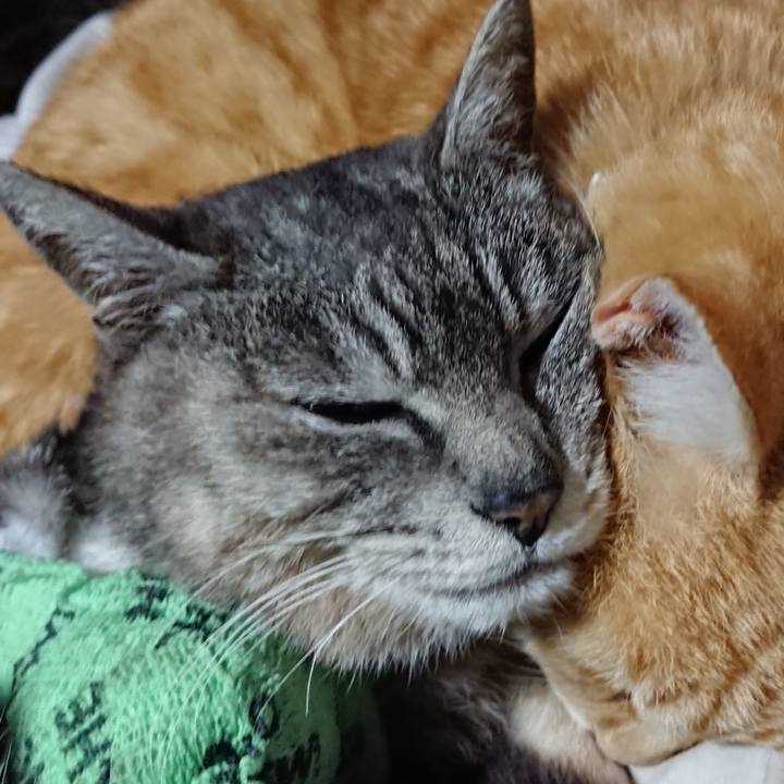 10203680 21eb 4a87 9d08 b5dc968419d4 1587301296150