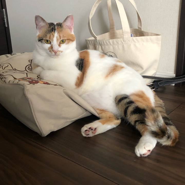 10221e58 1ec5 46e6 87d6 024eb0a24884 1589932162805