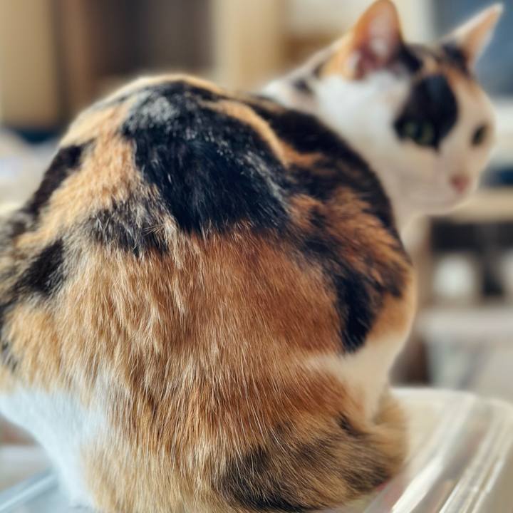 1023cb9d 4a50 4294 a473 7229f1f0d612 1704677818485