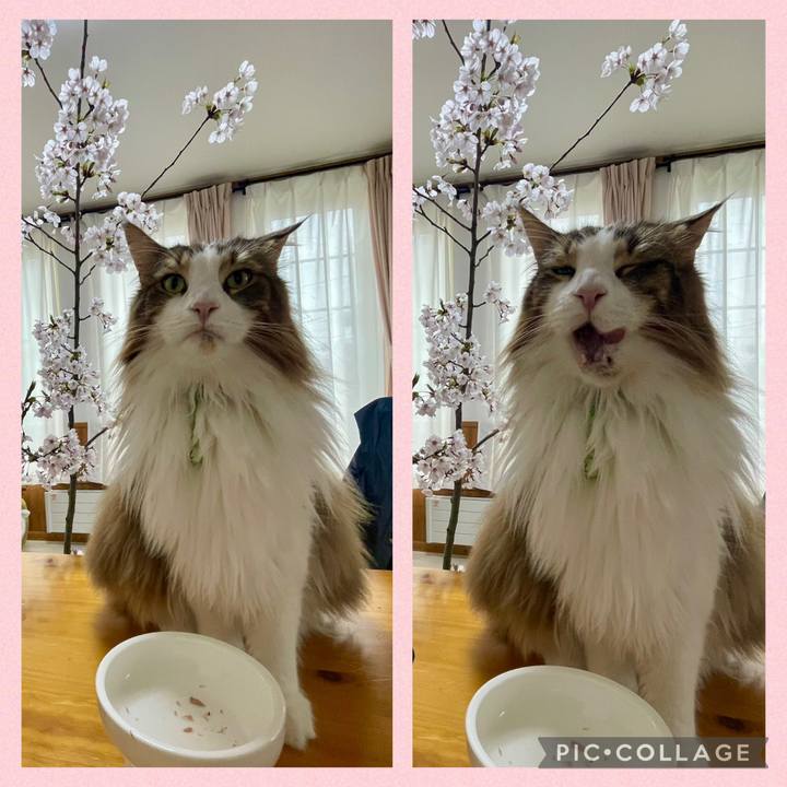 1023f0a7 6aef 44a8 af4c 224b74d0995e 1745908502511