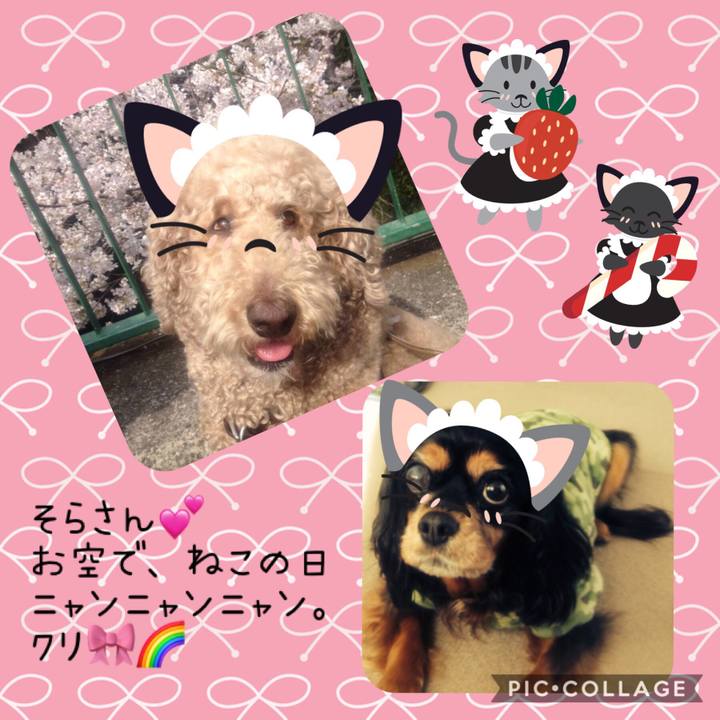 10263ecc 8ca8 479d b2ba fdee04b9a0cc 1550843931518