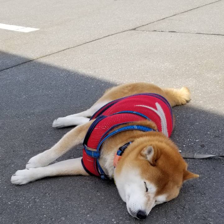 102854a4 696c 4256 bdf1 ea64a50f80f1 1551841239298