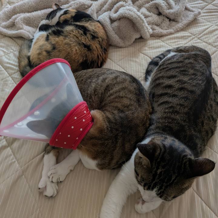 1028f778 b7bb 4548 9043 aeadae132641 1752820801273