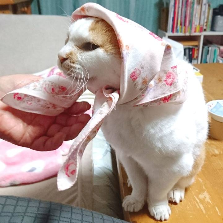 103069e8 d6ae 4b44 9ed7 70365517a527 1755265689043