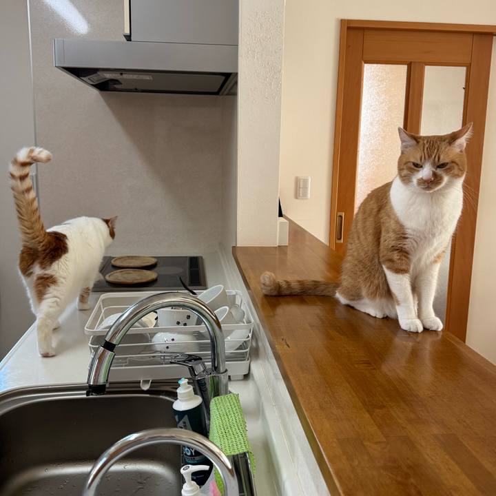 103d3377 cb41 4afd 96e7 ac2a44d43b6a 1768637662992