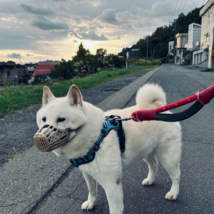 103d4cae e47f 4773 96b1 76da42b489a9 1726877679236