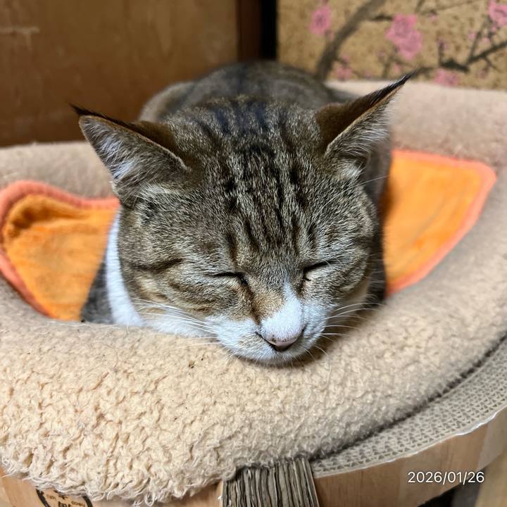 103e7546 032a 4bde a772 8f9a834de7eb 1769379033360