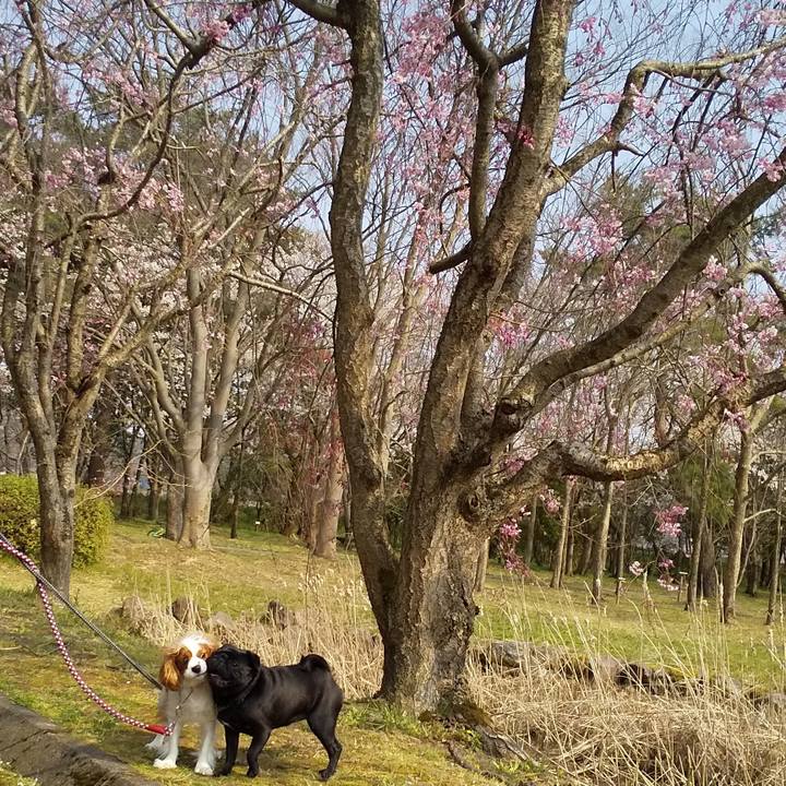 10445f69 7168 4fbd a390 c8a46aa2a1f7 1586329714378