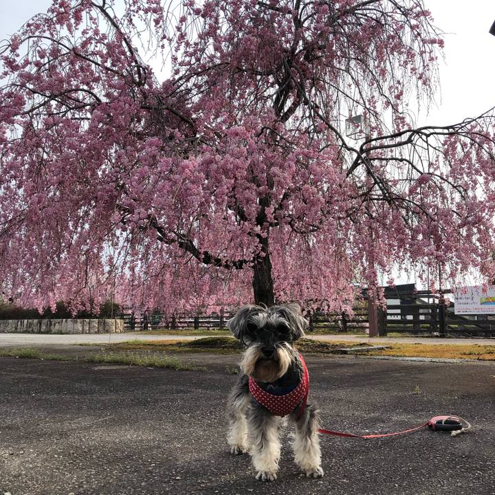 1046b66c ba54 4e0a 98c9 332c82320d37 1555204930880