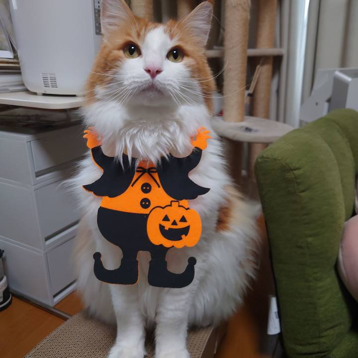 1047d209 37f0 4872 a4b1 61a9c2ab3962 1635648078554