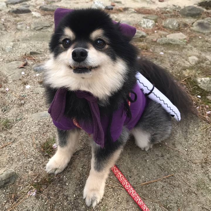 104e136a da88 448d 9b8d 5e60c3947109 1590064716563