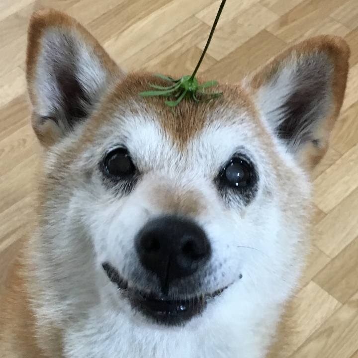 104ee00d af53 4ffd bb2c b7b3799266f7 1507789106898