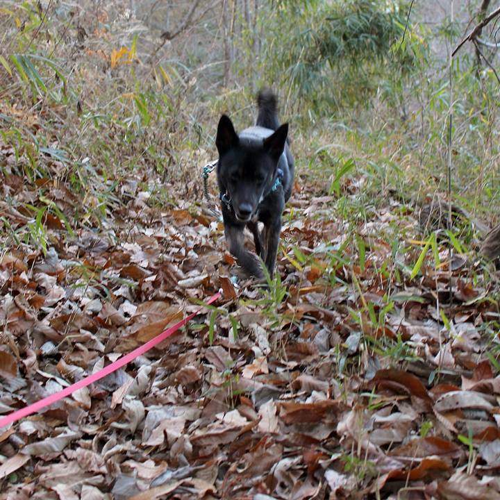 104f38ba 83b8 408f 8d37 ef1ed7ac41c4 1544917454041