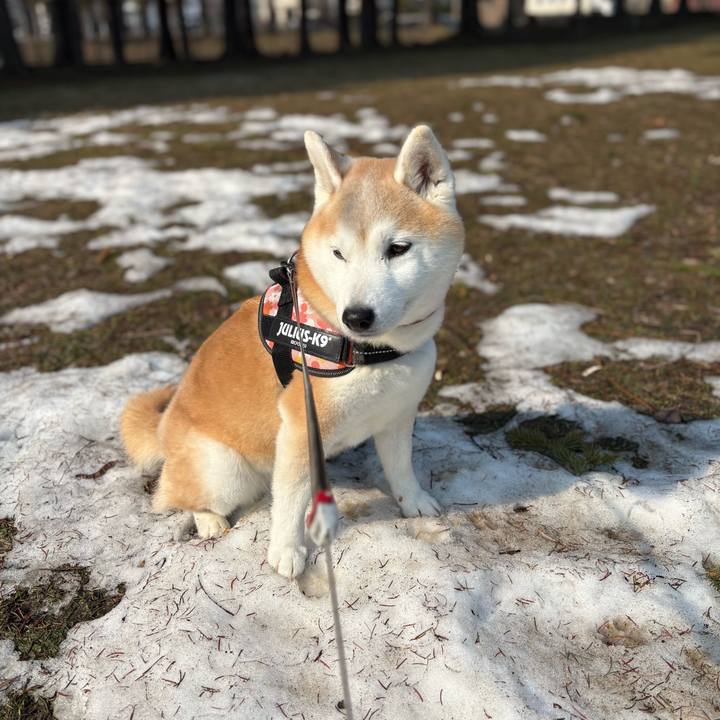 10539ff1 4588 47d2 8ab1 350938bc5c56 1774852145811