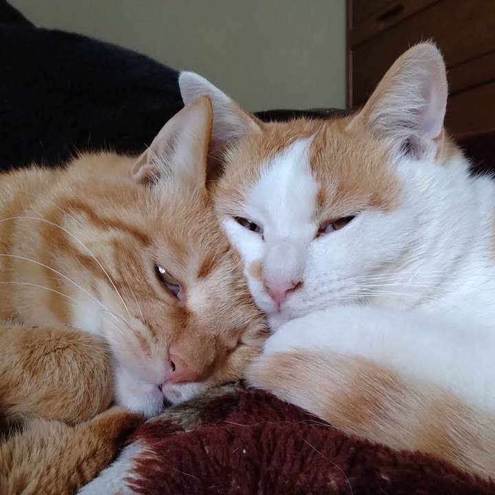 1055de43 3610 4c72 992f 9f005c866ea1 1746599975485