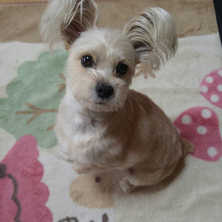 10565c71 f554 4e1e bf31 471867f82094 1514688963502