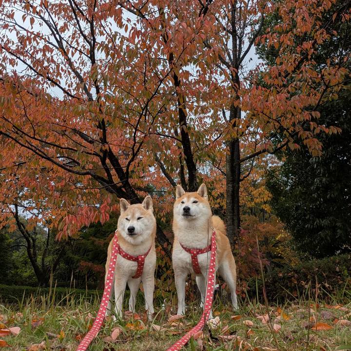 1059690c aae3 4b03 a805 d6879ce52524 1762678871589