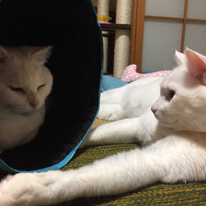 105c19b0 512c 493b bfde 708261e86534 1514975253250