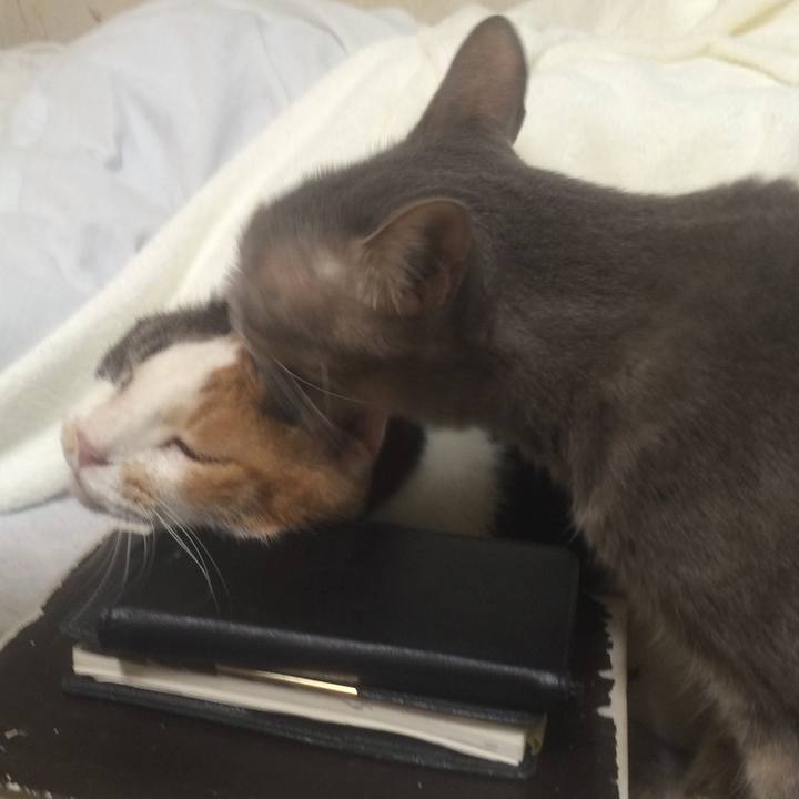 106739ec 8cc8 4a6f b24c 777daef4180f 1536846082037