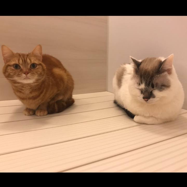 106759a1 a03a 419c b067 41396c0ae64e 1551353584872