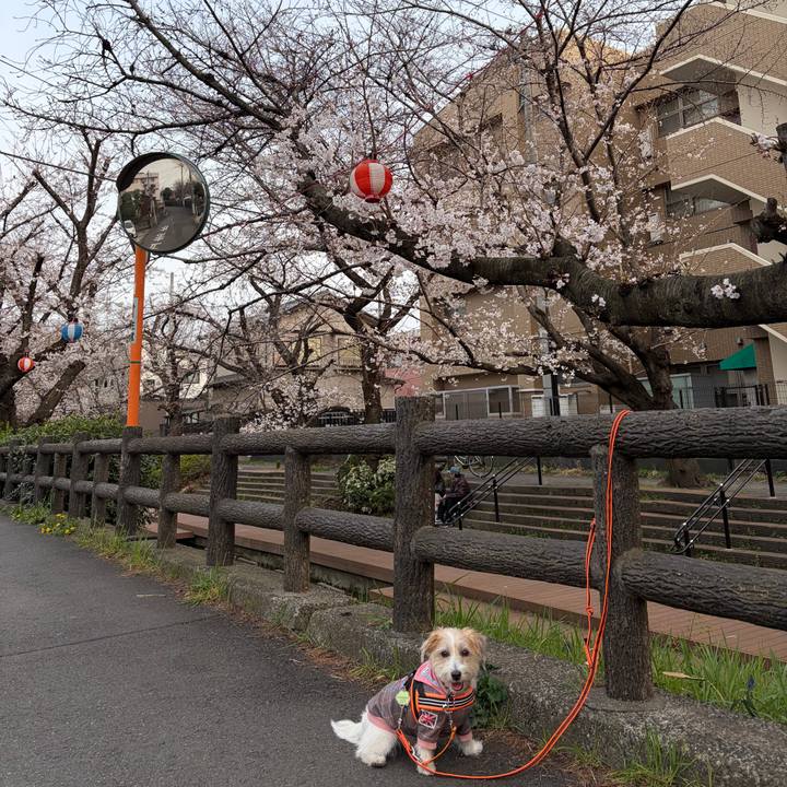 1067c54e f799 42bd a384 8aafa3d66385 1774169298146