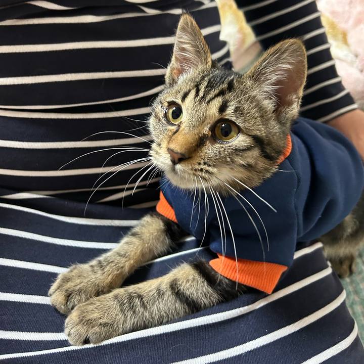 1068d805 0ea5 409c 8a77 161feb249c95 1730629638267