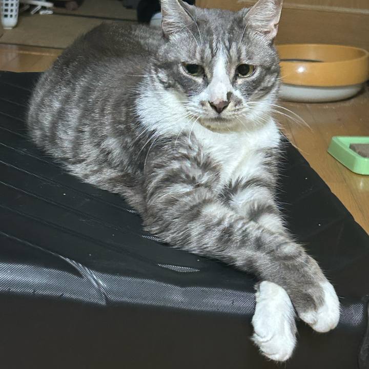 106a9695 398f 43f1 9028 0a7e7ccfa2da 1760339413112