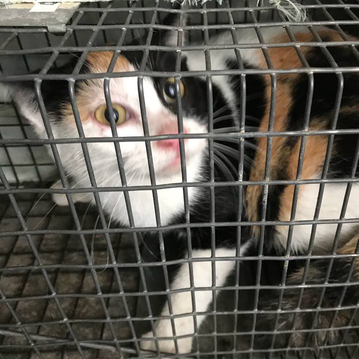 106c6697 fa06 4796 804e f8005514a5c3 1510565439689