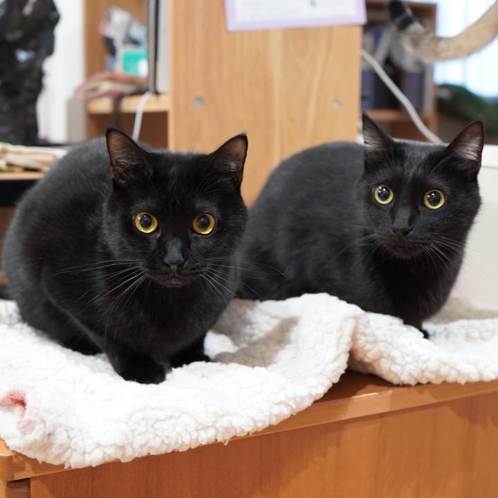 1075ef0d 4e6e 4685 af40 ea237c1eedb2 1587302128025