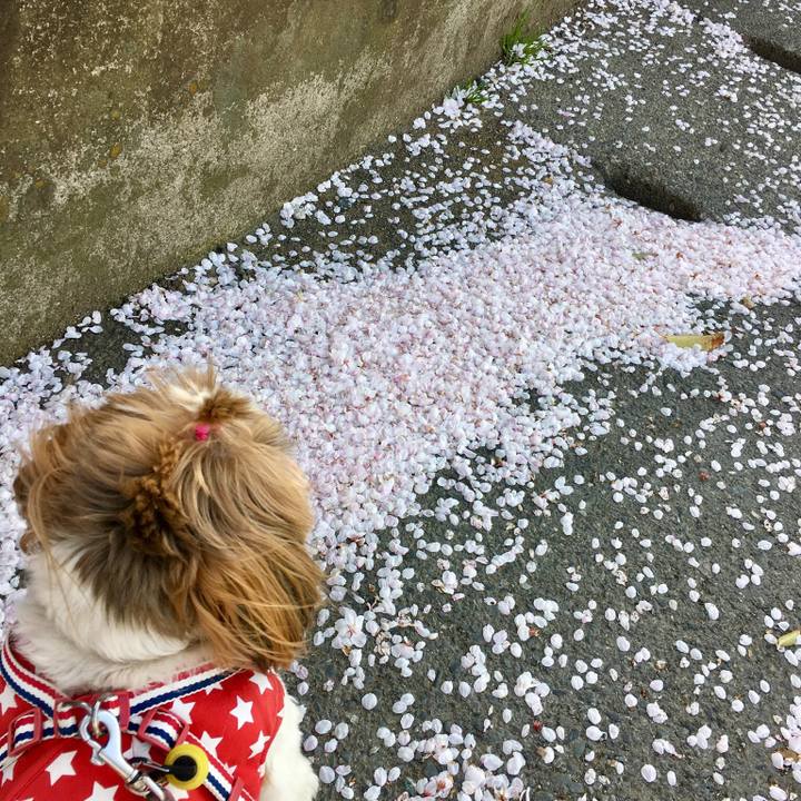 107827b8 78dc 491d 925d c3f34397ea3d 1522481758538