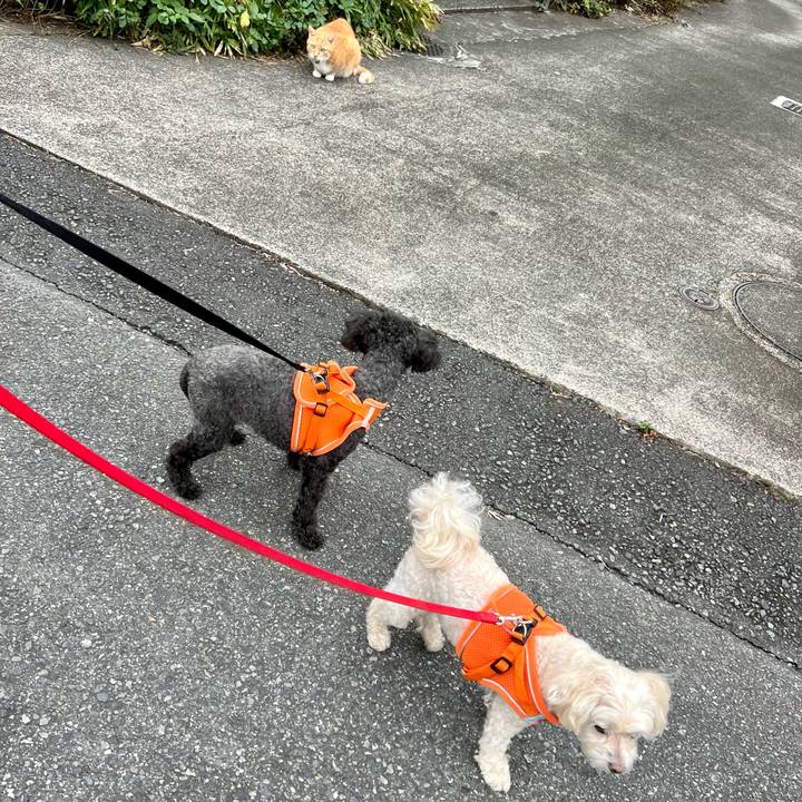 107b743c 5a6a 437f bc87 bd04c6f01b47 1760334603904