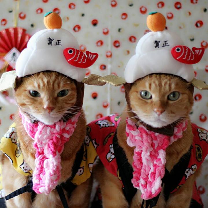 107d61a6 c04d 4a52 8b43 e89b8b847a95 1514735930212