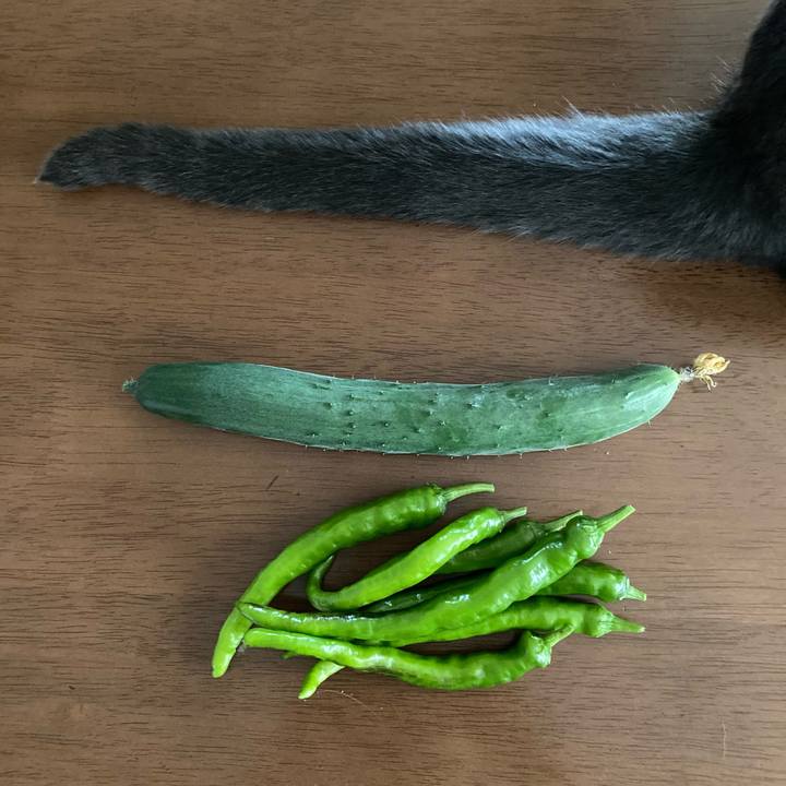 107e45d5 306d 42ef 9668 bd2827ccf0b6 1625970499165