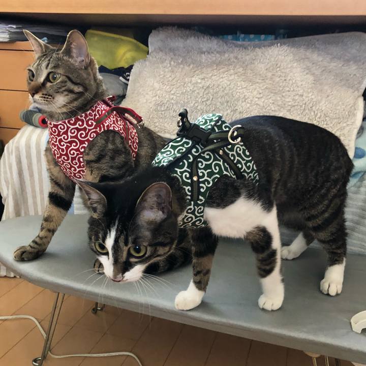 107ef179 bcf2 44b1 92d8 180e1838daeb 1526460432210