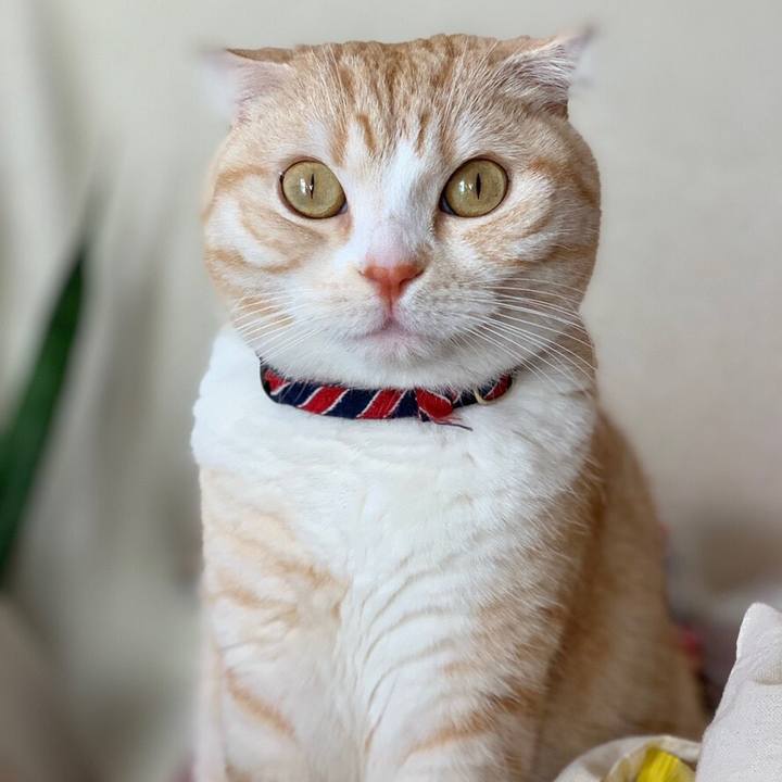 107fc0cc 7324 42f2 8f44 1303018d3a58 1546274458734