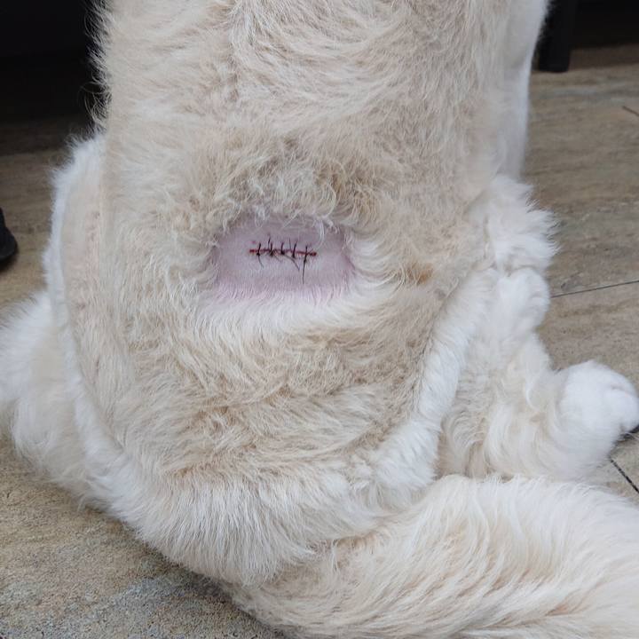 10817719 bd28 4cf8 9d7c 2228bd9ffe94 1574947373801