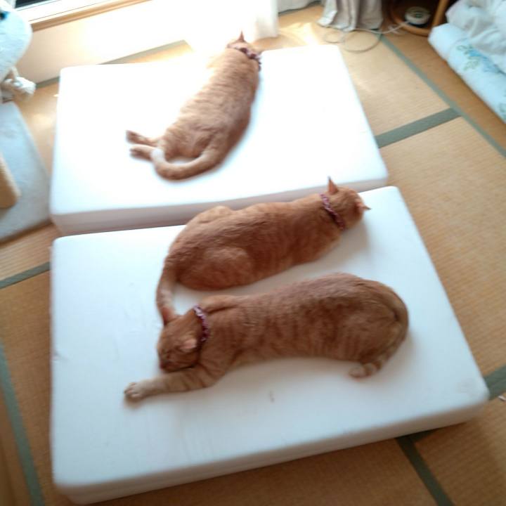 1088c652 c18d 466d 8d96 7350ef18916c 1597536101718