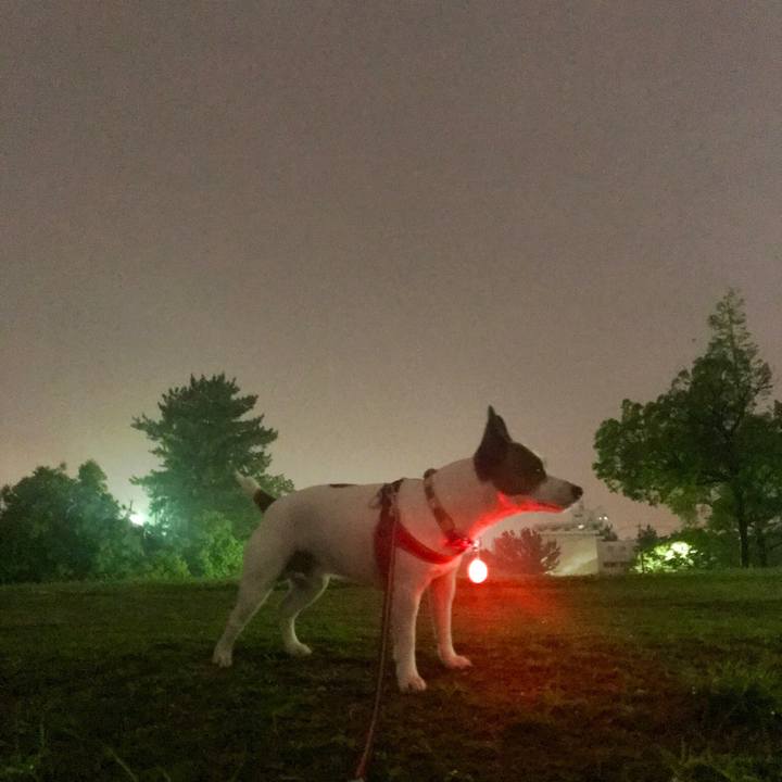 10893579 e740 4976 9a66 4937fc2f2518 1528293007083