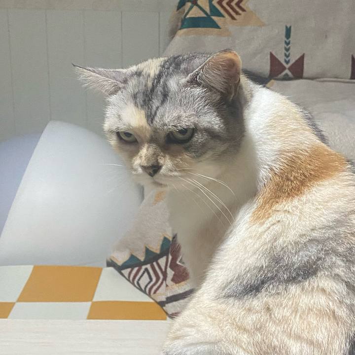 108a8416 956f 4ae1 9c0f 7468273363a1 1727975577859